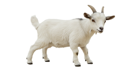 A small white goat with short horns standing on a black background in a full body shot view