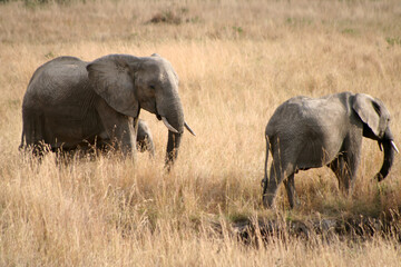 Elephants at the Masai Mara