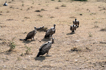 Rüppell's vultures, Gyps rueppelli, at the Masai Mara