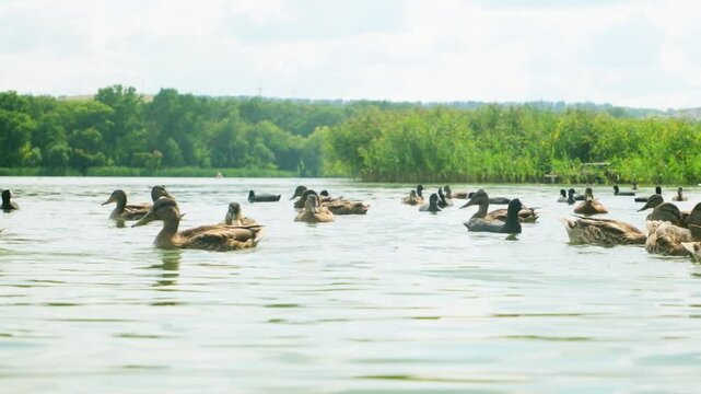 wild ducks swimming in the lake