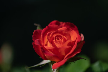 Beautiful red rose in full bloom showcasing vibrant petals and lush green leaves under natural lighting in a serene garden setting