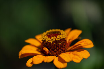 Bright orange flower with detailed petals and pollen in a natural setting during daylight