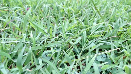 Lush Green Wild Grass Close-Up - Natural Fresh Grass with Vivid Color and Sunlight - Perfect Background, Wallpaper, and Botanical Nature Texture for Design Elements	