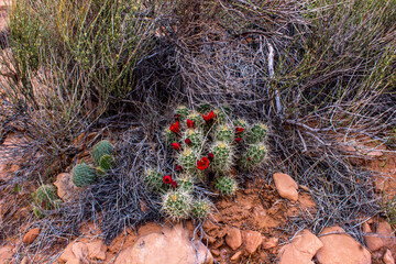 Arches National Park & Dead Horse Point State Park - Utah 2025
