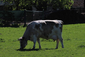 Beautiful cow feeding on a green meadow in spring. Cow on a field on small family farm in countryside 