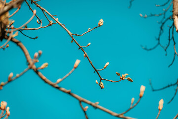 New leaves sprouting on a tree branch against a bright blue sky, symbolizing renewal and the arrival of spring