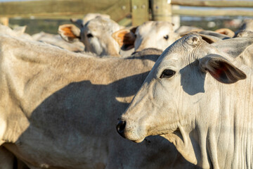 Portrait of an ox confined in the auction stall stable