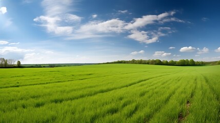 Green field under bright blue sky.
