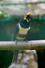 Brown-eared Aracari - a species of woodpecker-like birds from the toucan family sitting on a branch in an aviary in a zoo (lat. Pteroglossus castanotis)