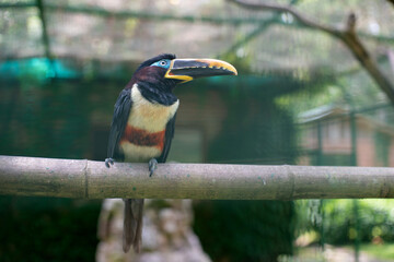 Brown-eared Aracari - a species of woodpecker-like birds from the toucan family sitting on a branch in an aviary in a zoo (lat. Pteroglossus castanotis)