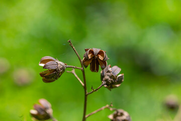 Crape myrtle (Lagerstroemia indica) tree. The seed is gone. The tree is a popular nesting shrub for songbirds and wrens.
