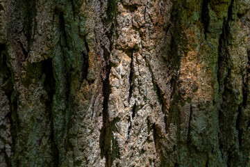 The structure of the tree bark of an old tree