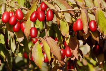 Kornelkirsche,  Cornus mas L.