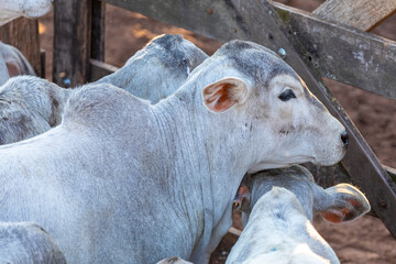 Naklejka premium Portrait of an ox confined in the auction stall stable