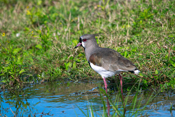 Souther lapwing on the flooded field