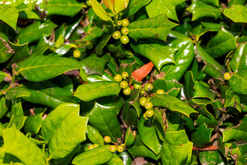 Chinese holly (Ilex cornuta) known as Chinese holly. The shrub native to eastern China and Korea. The fruits are red berries, which are larger than those of the European Holly (Ilex aquifolium)