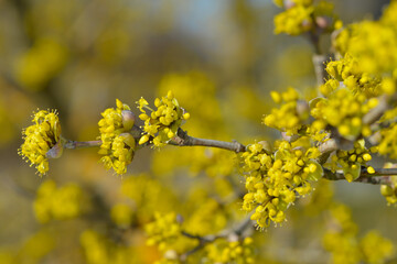 Kornelkirsche,  Cornus mas L.
