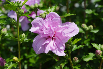 Gartenhibiskus, Straucheibisch, Hibiscus syriacus, Souvenier de  Charles Breton