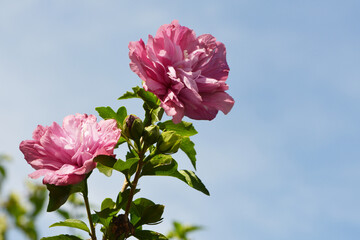 Gartenhibiskus, Straucheibisch, Hibiscus syriacus, Souvenier de  Charles Breton © Peter Oetelshofen