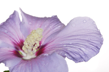 Hibiskus-Gartenhibiskus, Straucheibisch, Hibiscus syriacus © Peter Oetelshofen