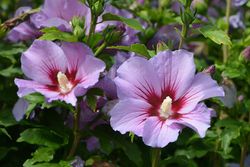Gartenhibiskus, Straucheibisch, Hibiscus syriacus © Peter Oetelshofen