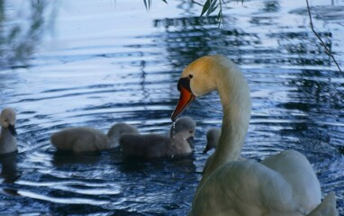 Mother swan with cute fluffy babies swim on the lake in nature