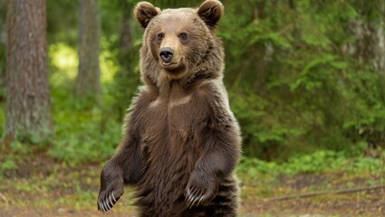 Fototapeta premium Adorable Baby Bear Standing Beside Protective Adult in Serene Forest – Photorealistic Wildlife Scene