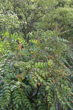 Winterbl&uuml;hende Mahonie, Mahonia japonica, Hivernant