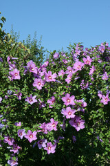 Gartenhibiskus, Straucheibisch, Hibiscus syriacus