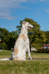 elegant borzoi dog sitting on green lawn.