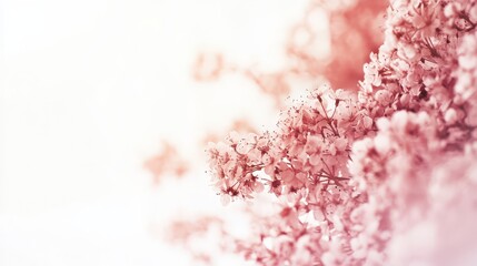 Fototapeta premium Blossoming cherry blossoms in soft pink hues