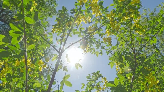 Moving down from the crown with yellow flowers of Siberian peashrub or Yellow Acacia (Caragana arborescens) on a sunny spring day, against a blue sky and bright sun background, backlit.