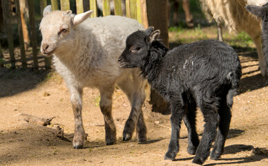 Two very cute, flurry wooly black  lambs in the paddock