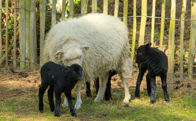 Two very cute, flurry wooly black  lambs with its white mother