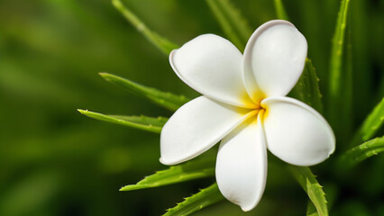 Obraz premium Frangipani flower in full bloom for botanical or nature-themed projects. Ideal for backgrounds, floral studies, or tropical design inspiration.