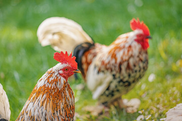 Two Bantam roosters standing proudly on a grassy field, showcasing their vibrant feathers and charming presence