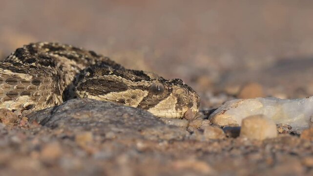 Puff Adder Head Slight Rotation Close-up Horizontal &ndash; Namibia