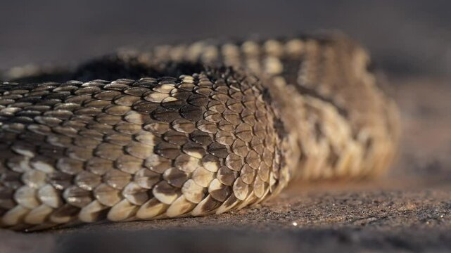 Puff Adder Muscle Contractions Close-up &ndash; Namibia