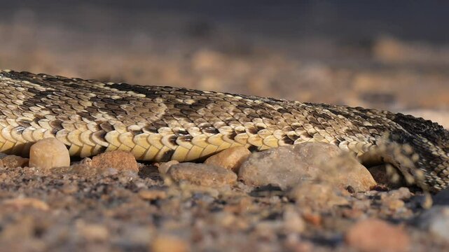 Puff Adder Caterpillar Locomotion &ndash; Windhoek, Namibia