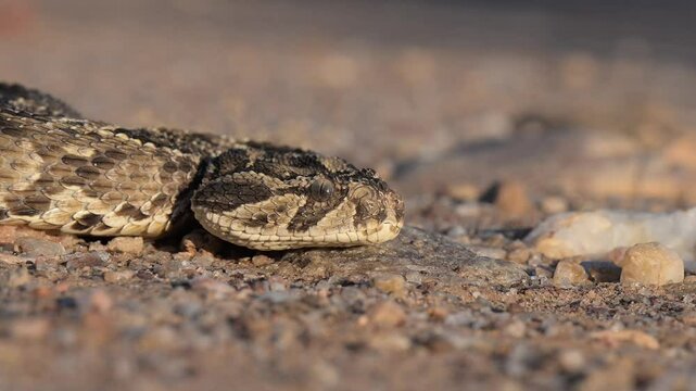 Puff Adder Assuming Defensive Posture &ndash; Namibia