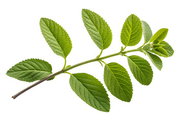 Fototapeta premium Fresh Mint Leaves on White Background