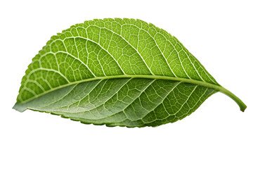 Obraz premium Close-up of Green Leaf with Veins