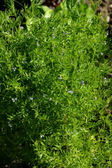 Linse, Erve  Küchen-Linse,  Lens culinaris