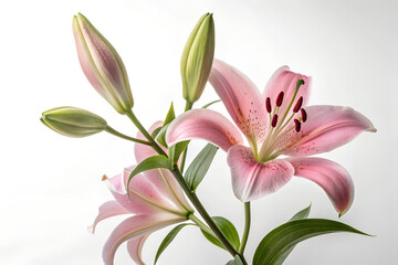 Beautiful Pink Lily Bouquet