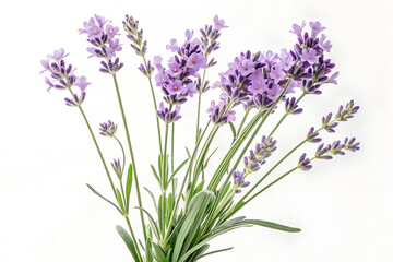 Obraz premium Lavender Bouquet Flowers Photography