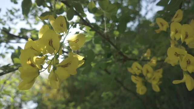 Close-up of inflorescences with yellow flowers of Siberian peashooter or Yellow Acacia (Caragana arborescens) on a sunny spring day 