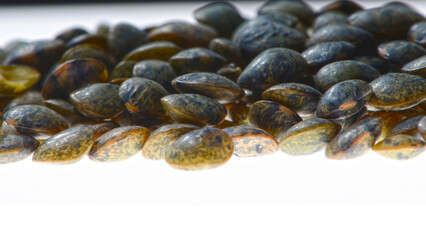 Linse, Erve  Küchen-Linse,  Lens culinaris