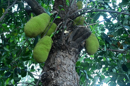 fresh jackfruit of my garden which is also known as kathal in india.