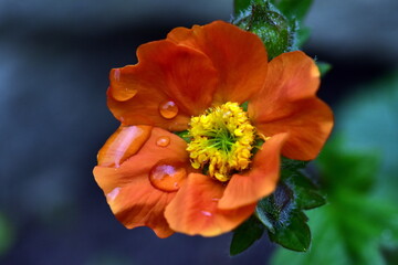 Regentropfen auf einer Nelkenwurzblüte