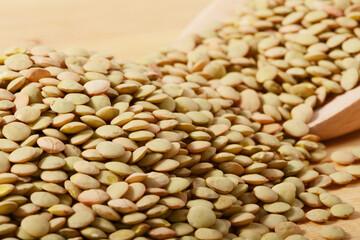 Linse, Erve  Küchen-Linse,  Lens culinaris